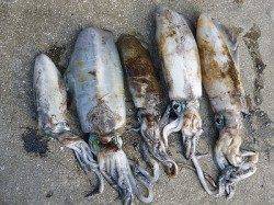 湯浅エリアの磯でヤエン、アオリの釣果