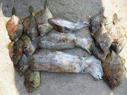 湯浅の磯にてヤエンでアオリイカ胴長27cm(1.0kg)