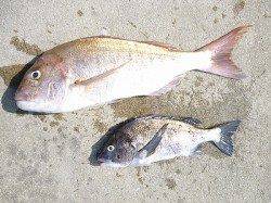 グッドサイズのマダイをキャッチ！in 湯浅の磯