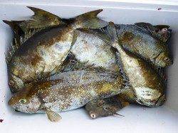 湯浅の磯　酒かすをエサに良型アイゴ