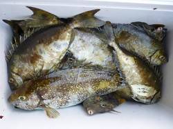 湯浅の磯　酒かすをエサに良型アイゴ