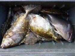 湯浅の磯　酒かすをエサに良型アイゴ