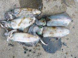 湯浅の磯、イカウキ釣りとヤエンの釣果
