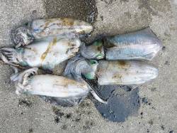 湯浅の磯、イカウキ釣りとヤエンの釣果