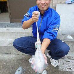 湯浅の磯、エギングでアオリ＆コウイカ
