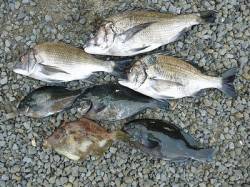 湯浅の磯、紀州釣りでチヌ・グレの釣果