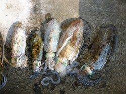 ヤエンで胴長29㎝のキロUPアオリイカ