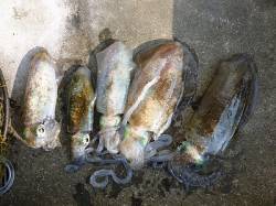 ヤエンで胴長29㎝のキロUPアオリイカ