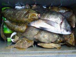湯浅の磯フカセ釣りで良型アイゴとチヌの釣果