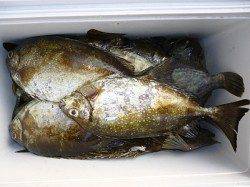 湯浅の磯フカセ釣りで良型アイゴとチヌの釣果