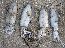 湯浅の磯でアオリイカ・ハマチの釣果