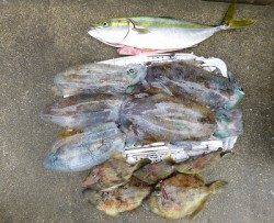湯浅の磯でウキ釣り、アオリ5ハイに青物！