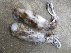 ヤエン仕掛でアオリイカGET！湯浅