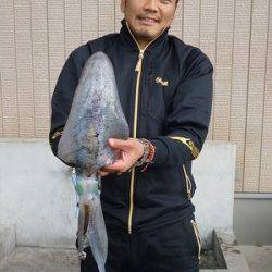湯浅の磯のヤエン　キロUPのアオリイカ
