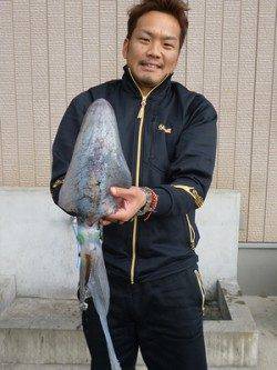湯浅の磯のヤエン　キロUPのアオリイカ