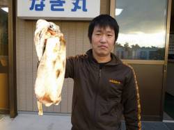 湯浅の磯のヤエン　キロUPのアオリイカ