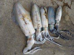 アオリイカ1.47kg☆　湯浅の磯でのヤエン釣り