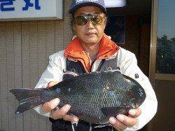 湯浅の磯でグレ・チヌなど