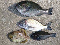 湯浅の磯でグレ・チヌなど