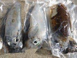 湯浅の磯アオリ　エギング・ヤエンともに釣果あり