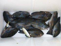 湯浅の磯でグレ2ケタ釣果