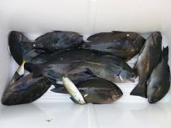 湯浅の磯でグレ2ケタ釣果