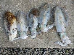 湯浅の磯アオリ　エギング・ヤエンともに釣果あり