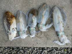 湯浅の磯アオリ　エギング・ヤエンともに釣果…