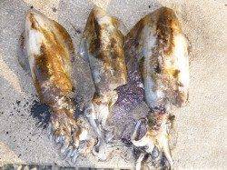 アオリイカ1kg級を3バイ♪　湯浅の磯のヤエン釣り