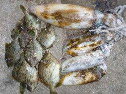 ヤエンでアオリキロアップの釣果あり