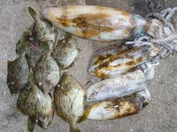 ヤエンでアオリキロアップの釣果あり