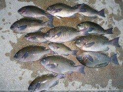 2人でフカセ、グレ10匹オーバーの釣果