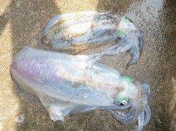 【出ましたキロアップ！】湯浅の磯でのヤエン釣果