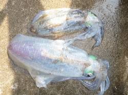 【出ましたキロアップ！】湯浅の磯でのヤエン…