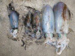 【出ましたキロアップ！】湯浅の磯でのヤエン釣果