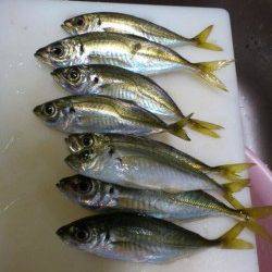 岸和田でのアジング釣果