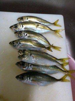 岸和田でのアジング釣果