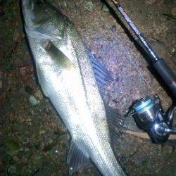 円山川シーバス、ナイスファイトの70cmをキャッチ＾＾ｖ