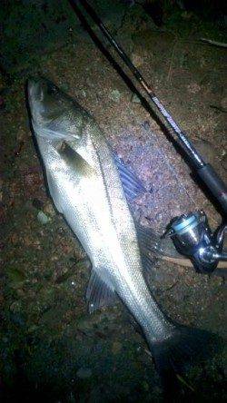 円山川シーバス、ナイスファイトの70cmをキャッチ＾＾ｖ