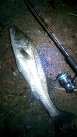 円山川シーバス、ナイスファイトの70cmを…