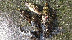 兵庫突堤のメバリングでタケノコメバル