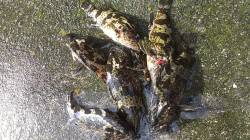 兵庫突堤のメバリングでタケノコメバル