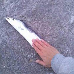 青岸でタチウオワインド、指4本サイズがヒット！