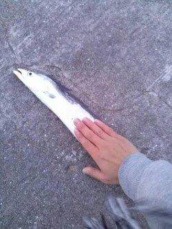 青岸でタチウオワインド、指4本サイズがヒット！