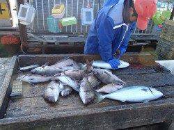 家島　大賑わいの海上釣り堀でマダイ＆青物狙い