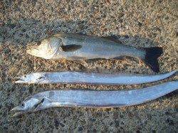 鰯浜漁港 潮に動きが無い中ルアーでタチウオ&ハネ