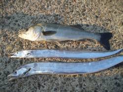 鰯浜漁港　潮に動きが無い中ルアーでタチウオ…