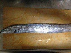 泉佐野エリア、さんまの切り身で、２投目にタチウオヒット！