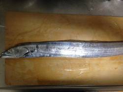 泉佐野エリア、さんまの切り身で、２投目にタ…