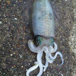 印南エリアでのエギング釣果